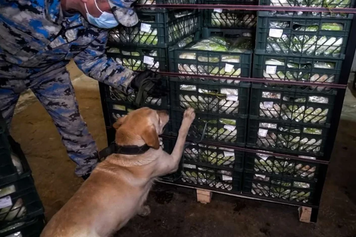 Gömrükdə 100 kiloqramdan artıq narkotik vasitə aşkarlanıb