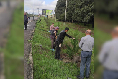 Masallı: şəhərdə yaşıllaşdırma işləri davam edir