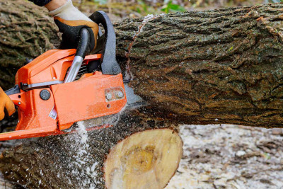 Astara: “Qırmızı Kitab”a düşən ağaclar kəsilib