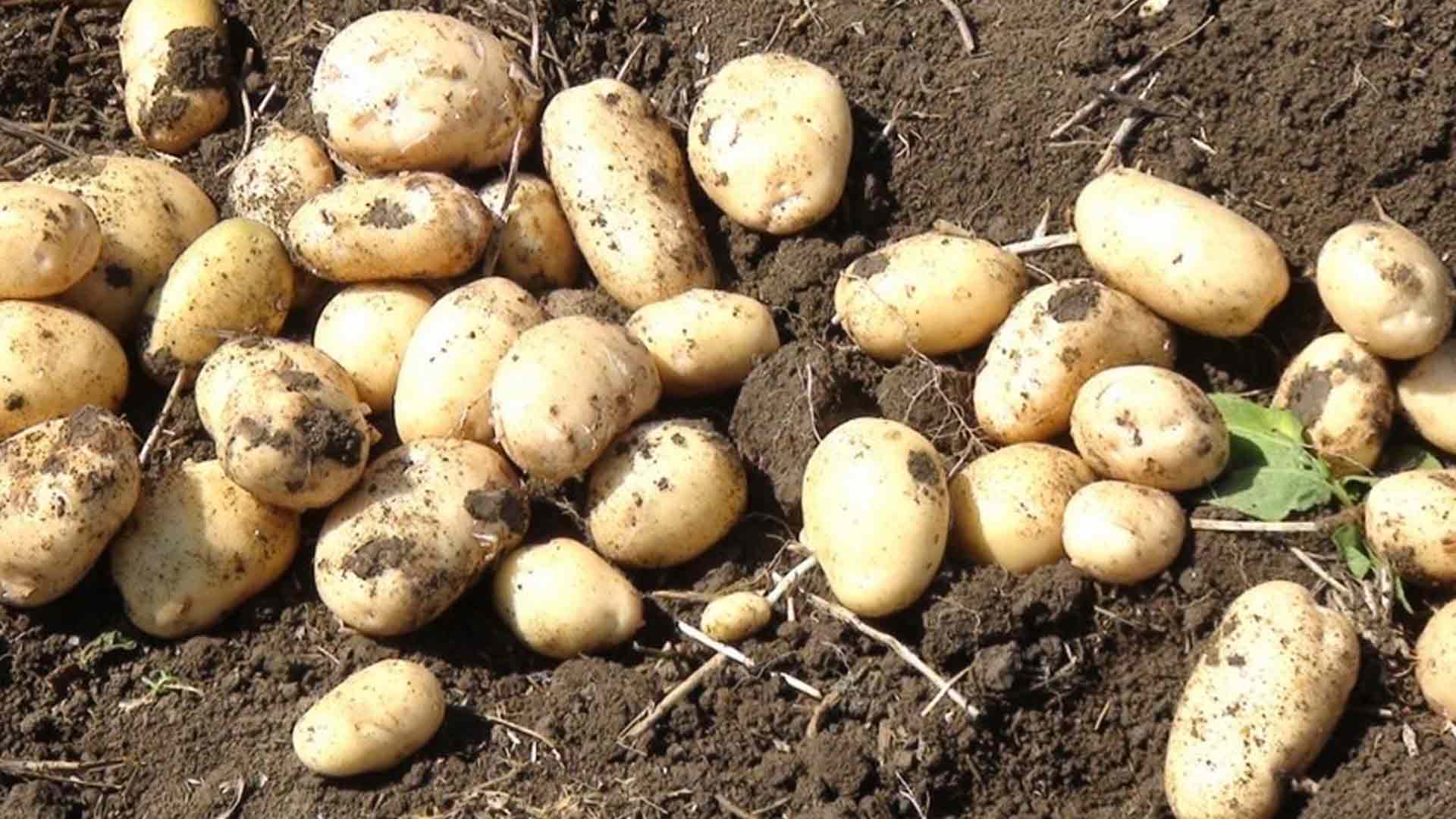 Cəlilabadda kartof yığımı davam edir | Cenublu.az