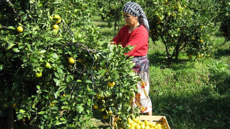 Astaranın əlverişli iqlimi sitrus meyvəçiliyində mühüm rol oynayır