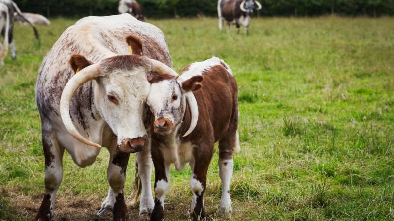 Astara: heyvandarlıqda intensiv artım müşahidə olunub