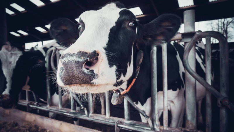 Astarada heyvandarlıq inkişaf edir