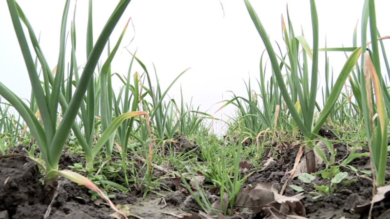 Masallıda sarımsaq əkini davam edir
