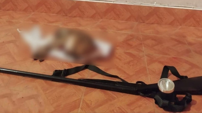 Masallı rayon sakini qanunsuz olaraq çöl dovşanı ovlayıb