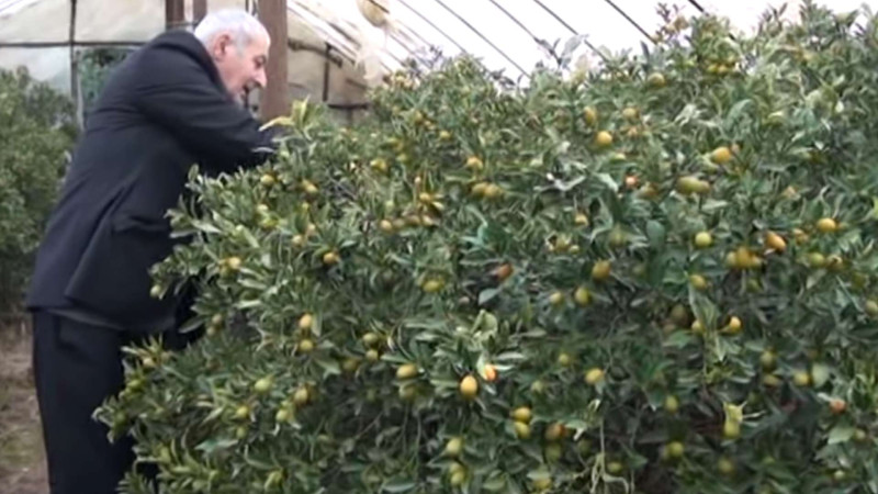 Cənub: sitrus bağlarının həcmi artırılsa, bu məhsula olan tələbatı yerli istehsal ödəyəcək