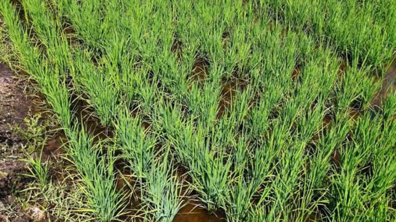 Lənkəranda çəltikçilik uğurla inkişaf etməkdədir