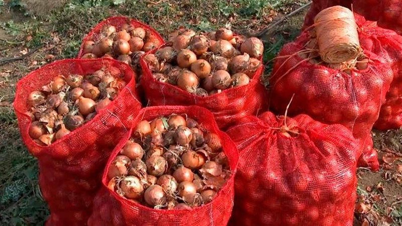 Masallı: soğan yığımı yekunlaşıb