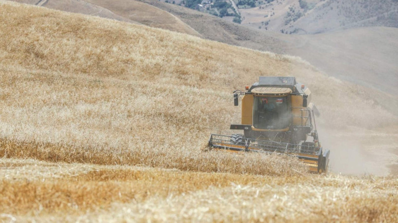 Astara: taxıl biçini sona çatıb