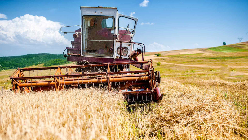 Masallı rayonunda taxıl yığımı yekunlaşıb