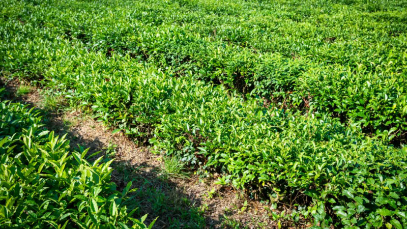 Masallıda çay yığımının ikinci mərhələsi sona çatıb