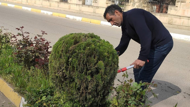 Masallı şəhərində yaşıllıqlara qulluq göstərilir