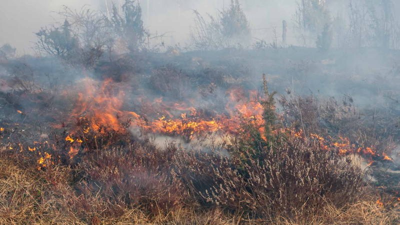 Masallı: dağlıq ərazidəki yanğın söndürülüb