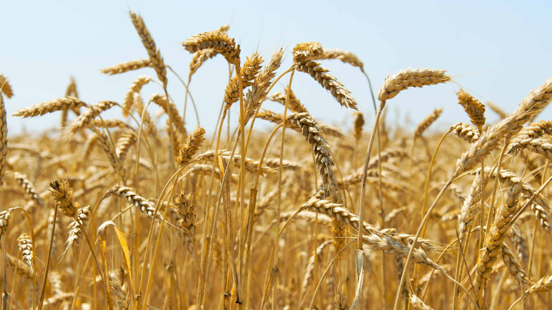 Lənkəran: dövlətə məxsus taxıl sahələri hərracda satılıb