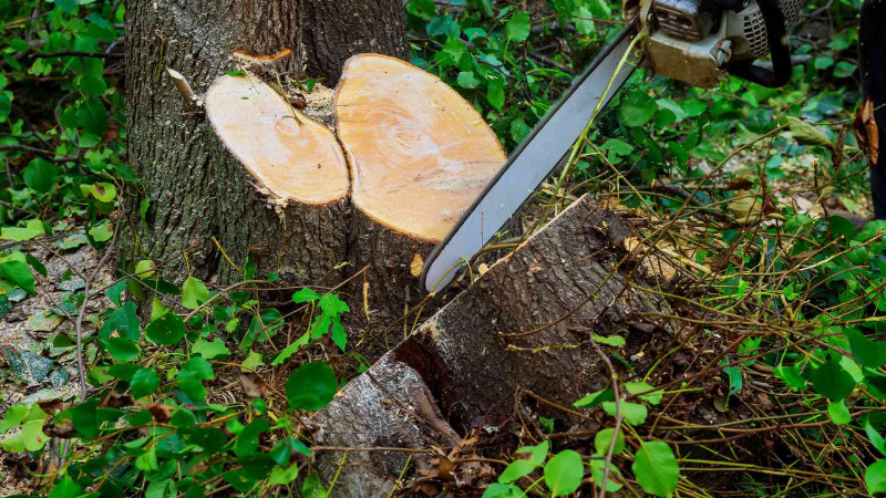Lənkəranda ağacın qanunsuz kəsilməsi ilə bağlı cinayət işi açılıb
