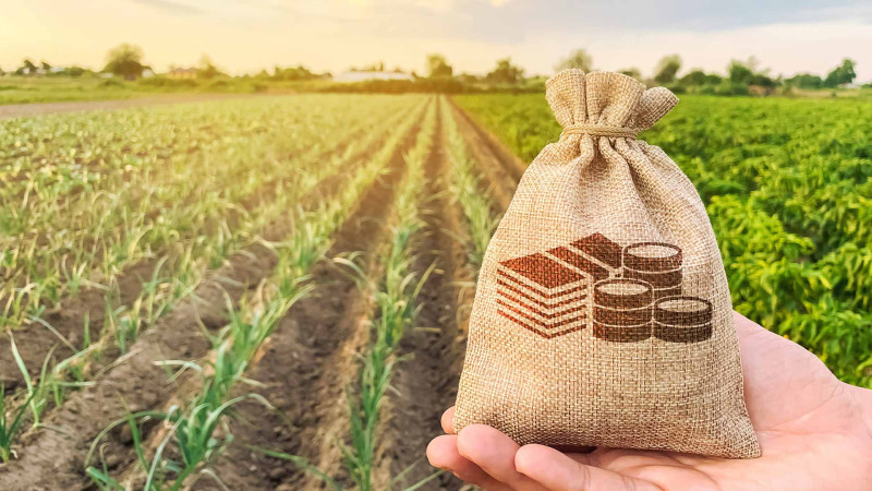 Masallıda kənd təsərrüfatı məhsullarının istehsalı artıb