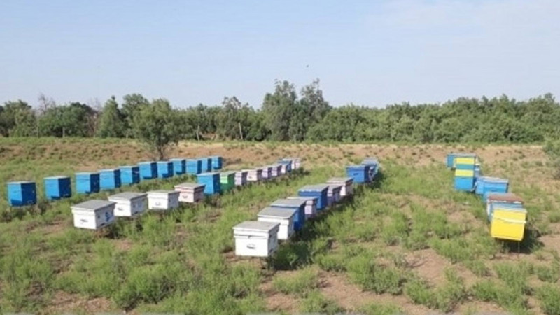 Astaradan gətirilən arılar Biləsuvarın arıçılıq təsərrüfatına ziyan vurub