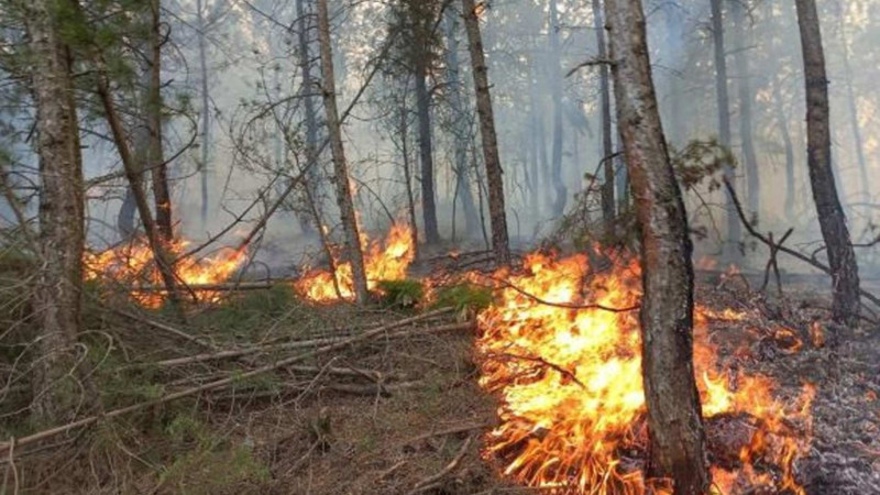 Masallıdakı yanğın qəsdən törədilib?
