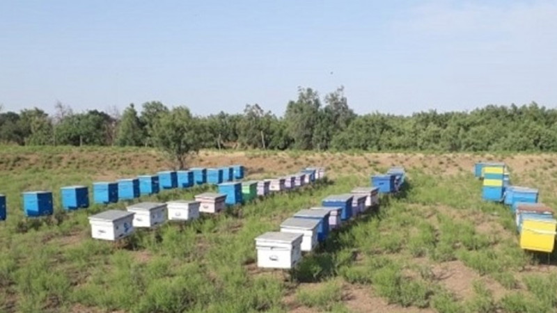 Astara və Biləsuvar arıçıları arasındakı qalmaqal böyüyür