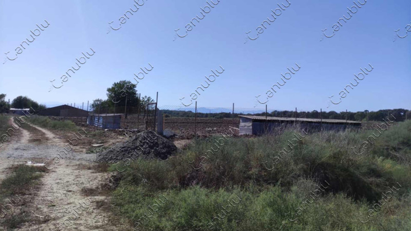 Masallıda sahibsiz itlər üçün sığınacaq yaradılıb