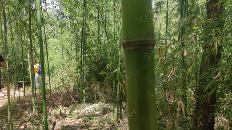 Bambukdan əl işləri hazırlayan yeganə azərbaycanlı Eynulla Cəlalovu tanıyaq