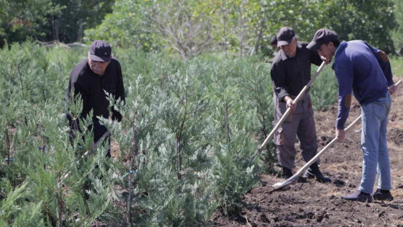Astara və Lənkərandan Gəncəyə minə yaxın ting göndərilib