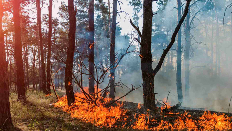 Lənkəranda bir hektar sahə yanıb