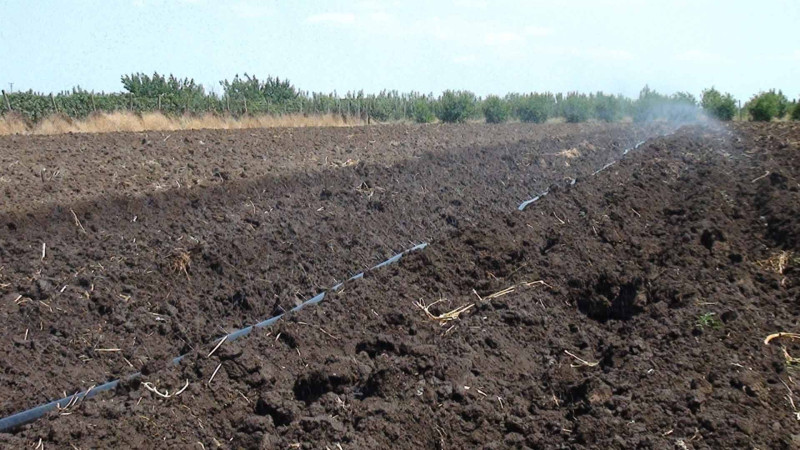 Cəlilabadda kartof əkini başa çatıb