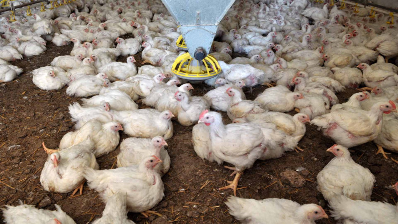 Masallı: məşhur broyler şirkətinin səhmləri satılır