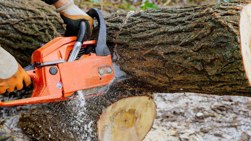 Lənkəran: qanunsuz ağac kəsimi faktı aşkarlanıb