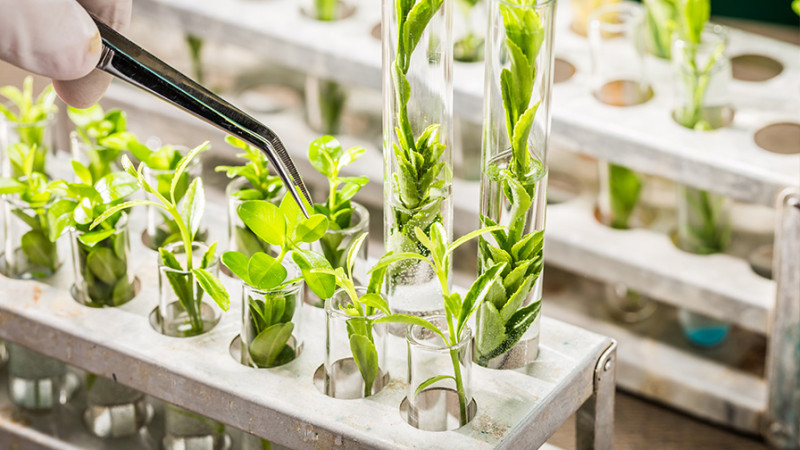 “Lənkəran Çay-5” ASC-nin sahibləri dəyişir