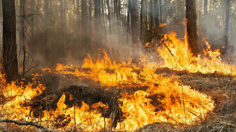 Astara: Şəvqo kəndində 2 hektar sahədə yanğın baş verib