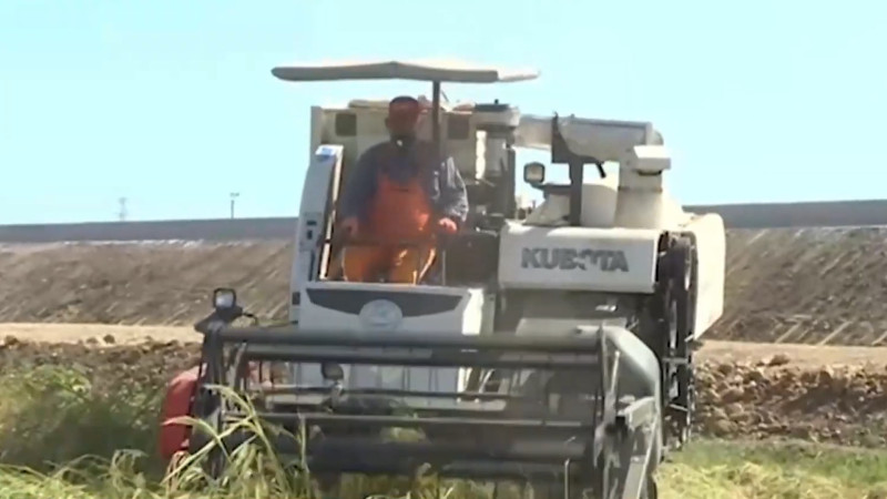 Astarada düyü biçininə start verilib