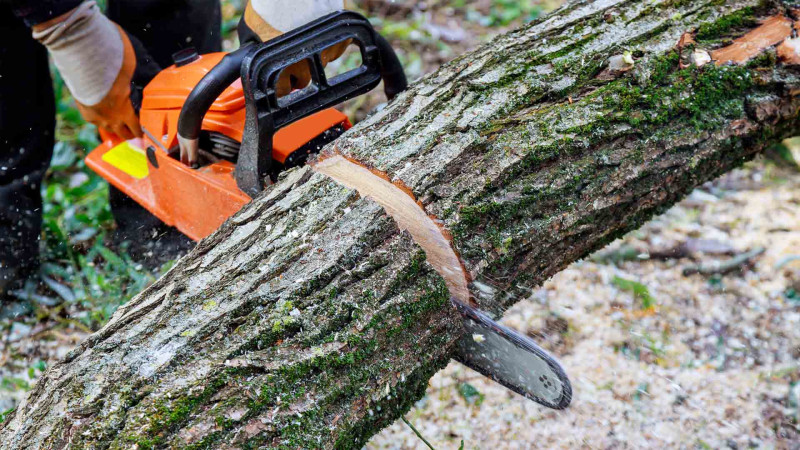 Cəlilabadda şirkət qanunsuz ağac kəsib