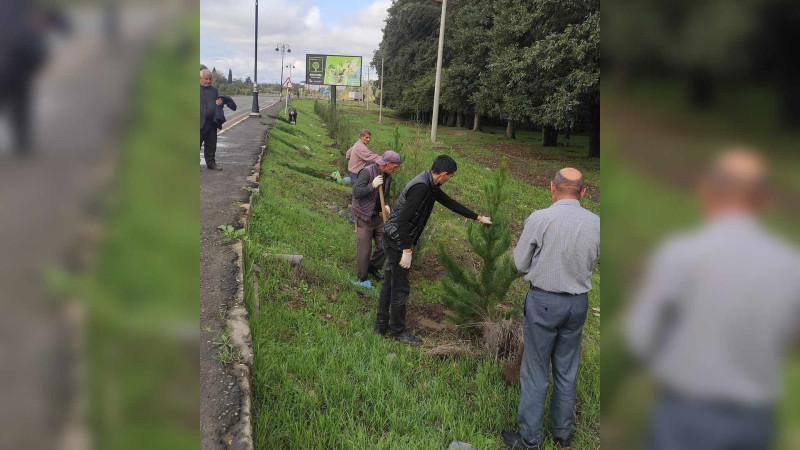 Masallı: şəhərdə yaşıllaşdırma işləri davam edir