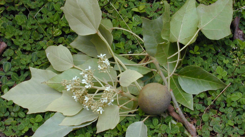 Cənub bölgəsində yetişən zəhərli bitki: Tunq ağacı