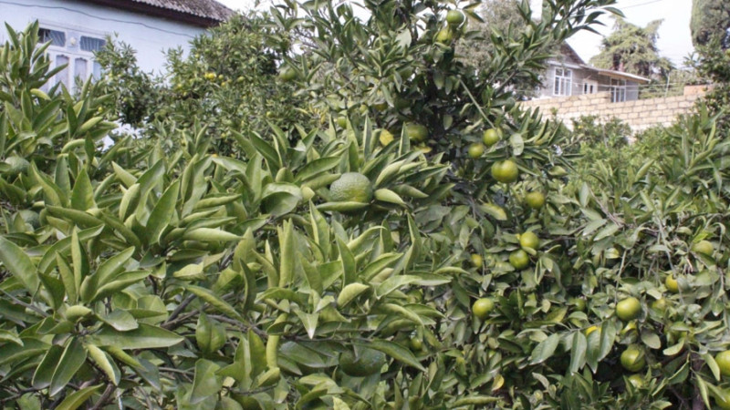 Astara: naringinin yığımına başlanılıb