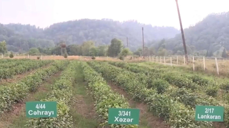 AMEA Lənkəran Regional Mərkəzinin uğuru