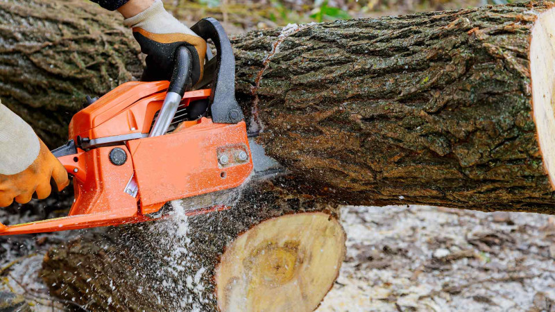 Astara: “Qırmızı Kitab”a düşən ağaclar kəsilib