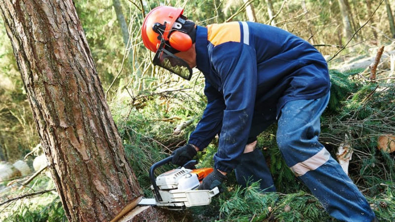 Astara: Təngərüd kəndində qanunsuz ağac kəsən şəxs barəsində protokol tərtib olunub