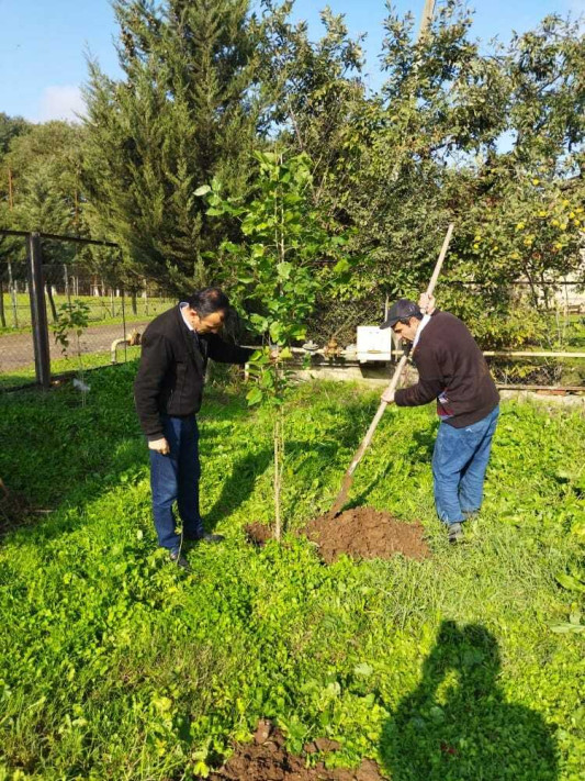 Masallı: Kolatan kəndində ağacəkmə aksiyası keçirilir
