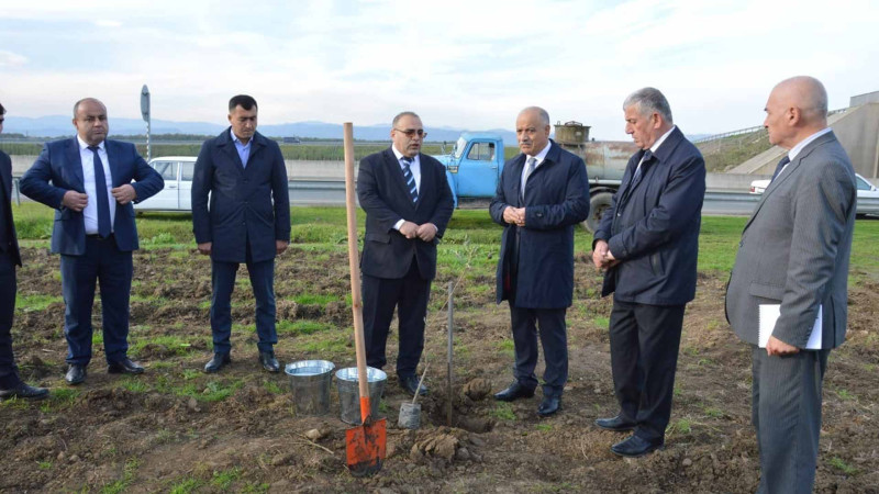 Masallı rayonunda zeytun bağları salınır