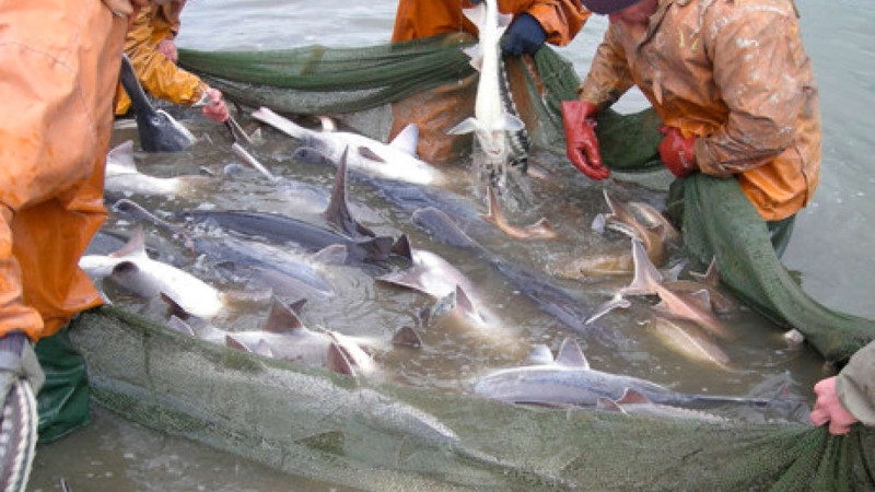 Qanunsuz balıq ovlayan Lənkəran rayon sakinləri saxlanılıblar