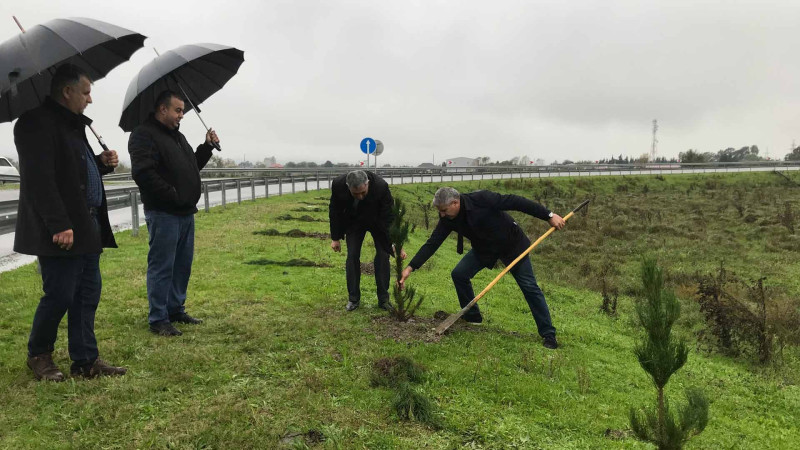 Astarada ağacəkmə aksiyası keçirilib