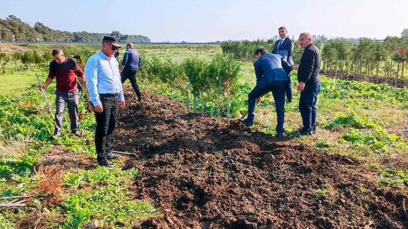 Masallıda yaşıllaşdırma işləri davam edir