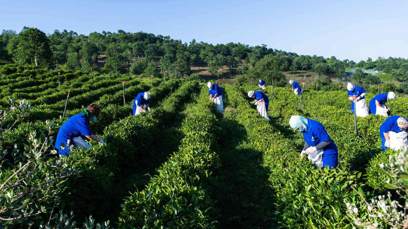 Masallıda çay yığımı başa çatıb