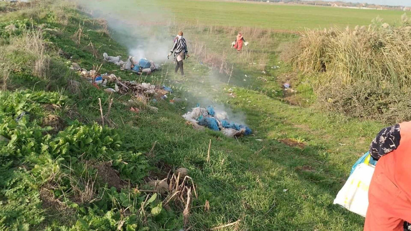 Masallıda təmizlik işləri görülür, ağaclar əkilir