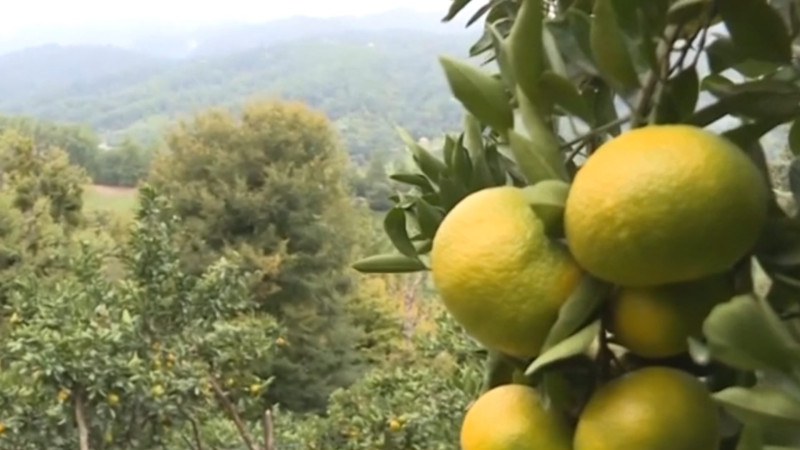 Astaranın naringi bağlarında meyvə yığımı davam edir