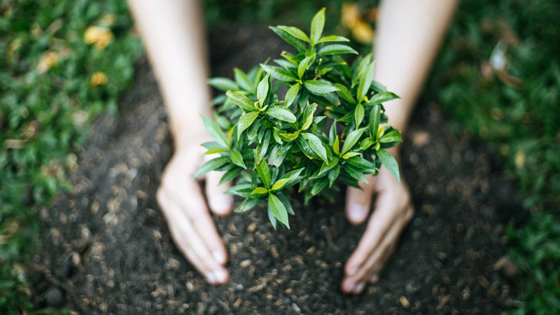 Masallıda abadlıq işləri görülür