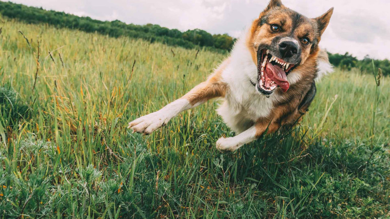 Cəlilabad rayonunda il ərzində 571 nəfəri it dişləyib